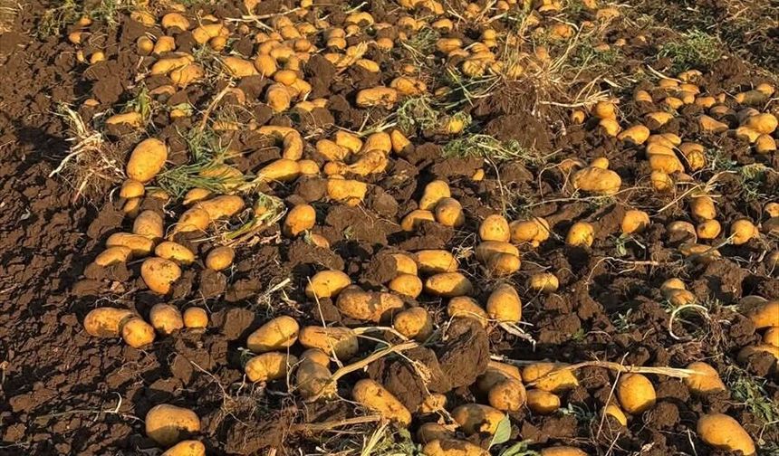 Sandıklı'da bu dönemin yazlık patates hasadı başladı