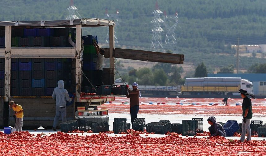 İzmir Torbalı'da domates kurutma mesaisi başladı