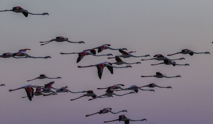 Gediz'in ev sahipliği yaptığı deltada 18 bin yavru flamingo ortalığı şenlendirdi