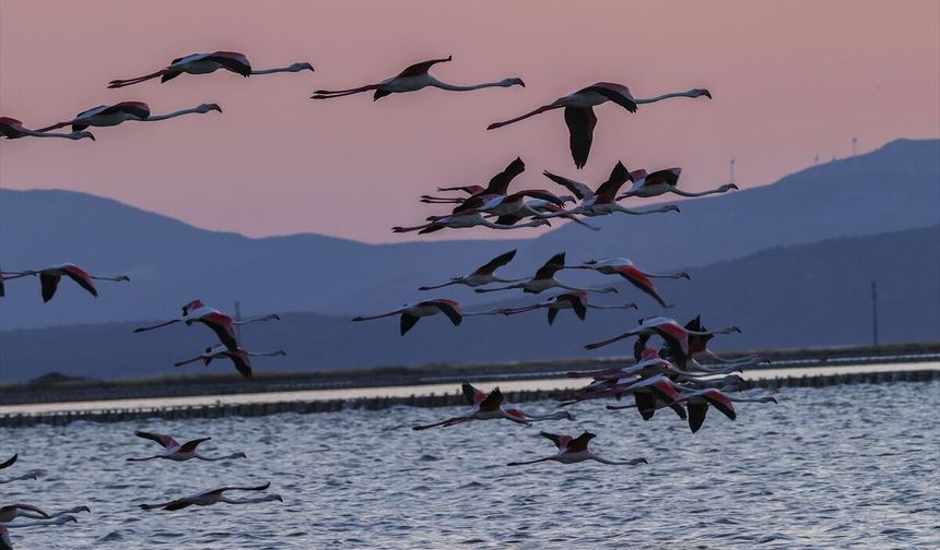 Gediz'in ev sahipliği yaptığı deltada 18 bin yavru flamingo ortalığı şenlendirdi