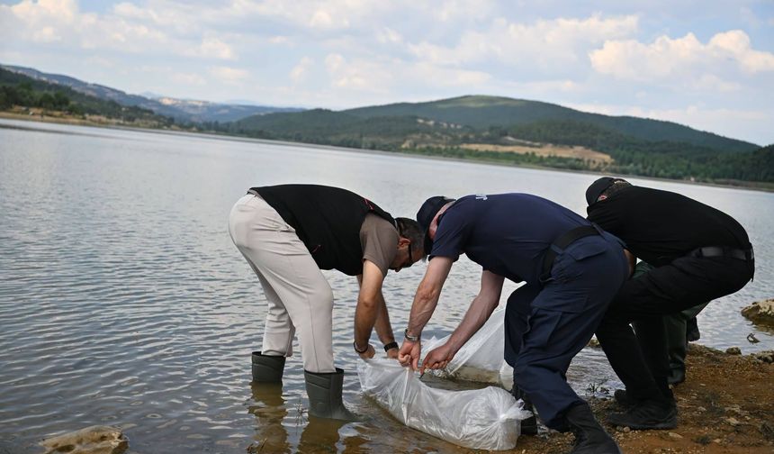 Uşak Göğem göletine binlerce yavru sazan balığı bırakıldı