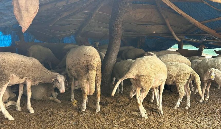 Ortabağ köyünde küçükbaş ve sebze üretimi yapan Adem Uçtu'yu ziyaret etti