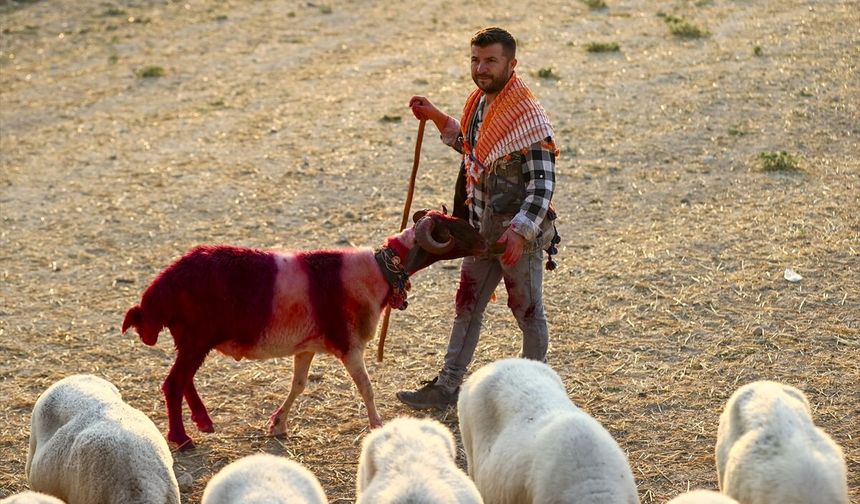 Çal’da 853 yıldır süren gelenek: Koyunları gelin ve damat gibi süslüyorlar