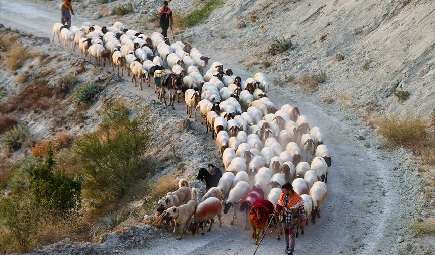 Çal’da 853 yıldır süren gelenek: Koyunları gelin ve damat gibi süslüyorlar