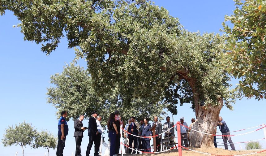 Atatürk'ün Eşme Takmak'ta tarihi emri yazdırdığı anıt ağacı ziyaret ettiler