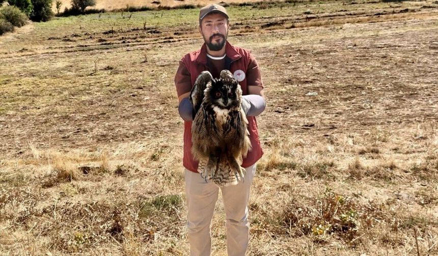 Hocalar'daki tarlada yaralı bulunan puhu kuşu tedavi altına alındı