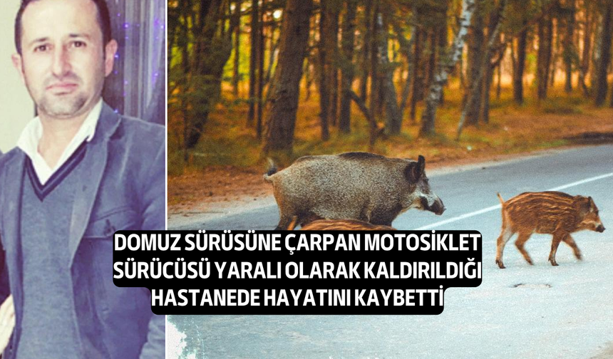 Sarayköy'de domuz sürüsüne çarpan İsmail Eşref Azgınoğlu, tüm çabalara rağmen kurtarılamadı