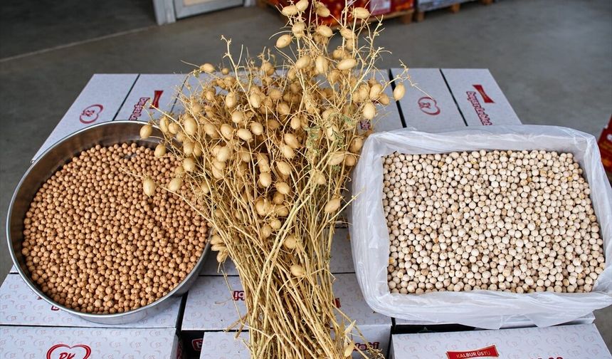 Denizli'nin Borsa20 nohuduyla leblebi üretimine geçildi