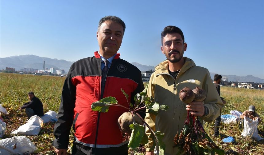 Afyon'daki kırmızı pancar üretimi bu yıl 8 kat arttı