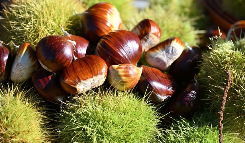 Demirci'nin meşhur dağ kestanesinin hasadı Çanakçı'da başladı