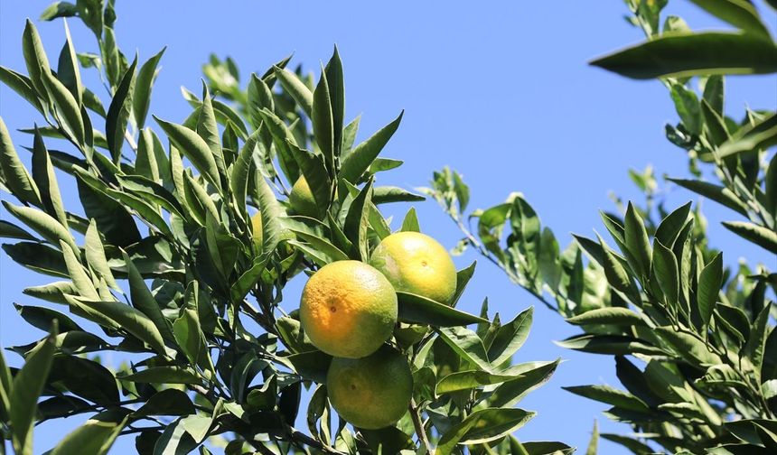 Seferihisar, Menderes ve Selçuk'ta yetişen satsuma mandalinasının kesimine geçildi