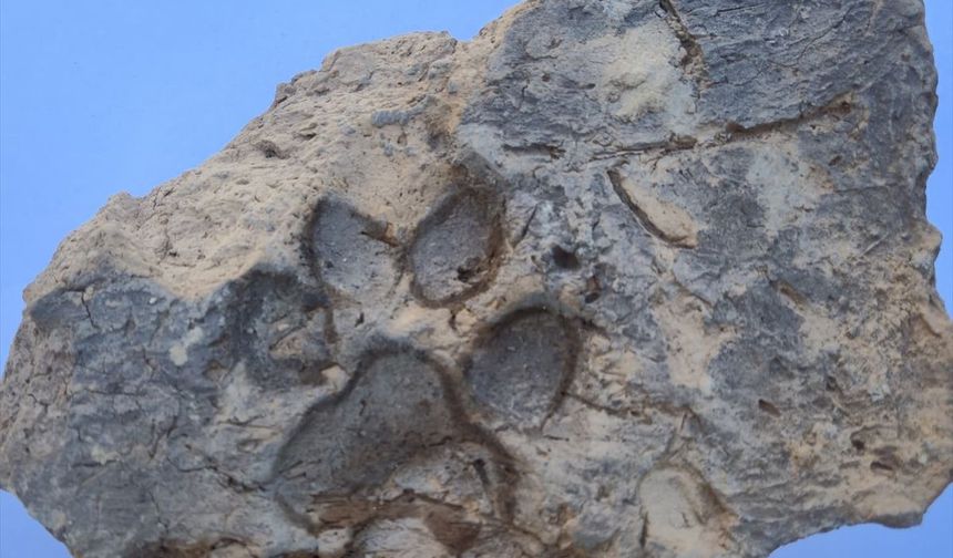 Kütahya Taşvanlı Höyük'te yaklaşık 4 bin yıllık pati izi bulundu