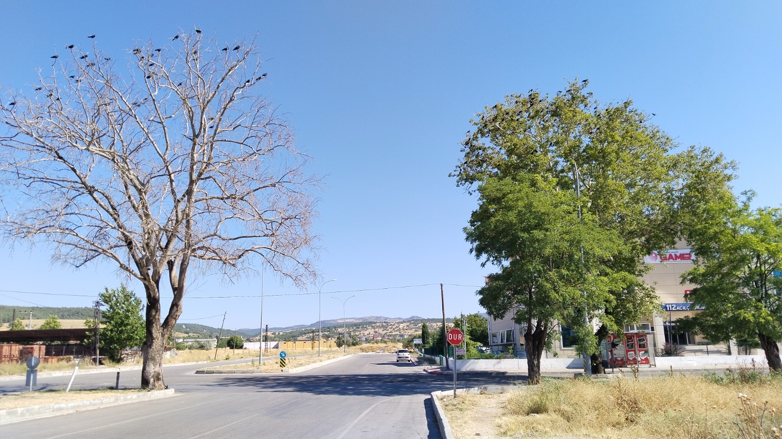 Uşak Nuri Şeker Caddesi Çınar Ağacı (4)