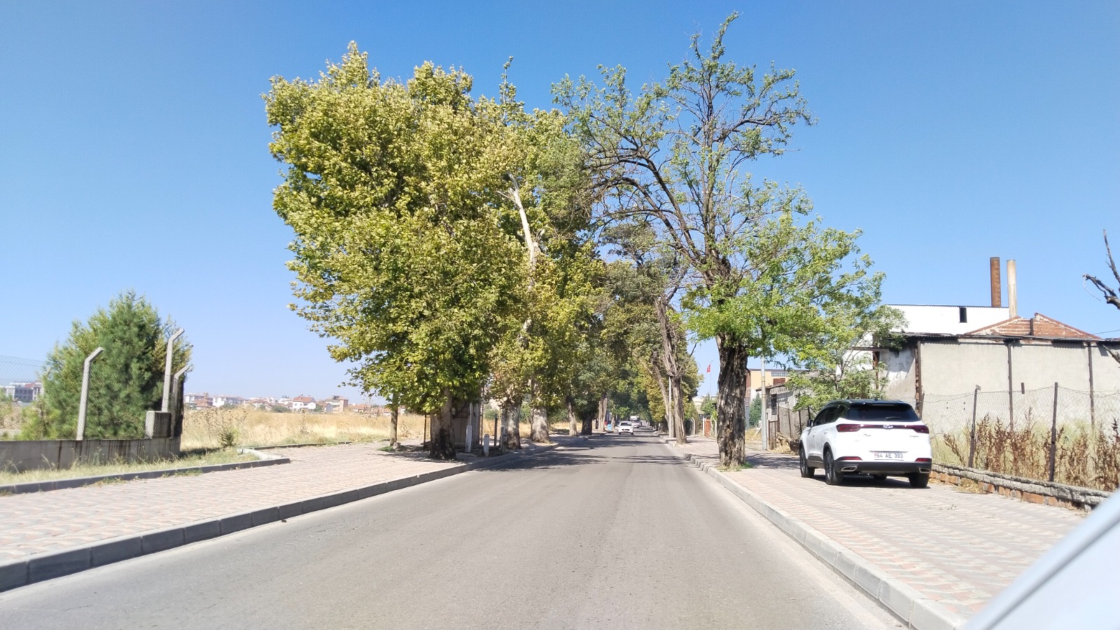 Uşak Nuri Şeker Caddesi Çınar Ağacı (6)