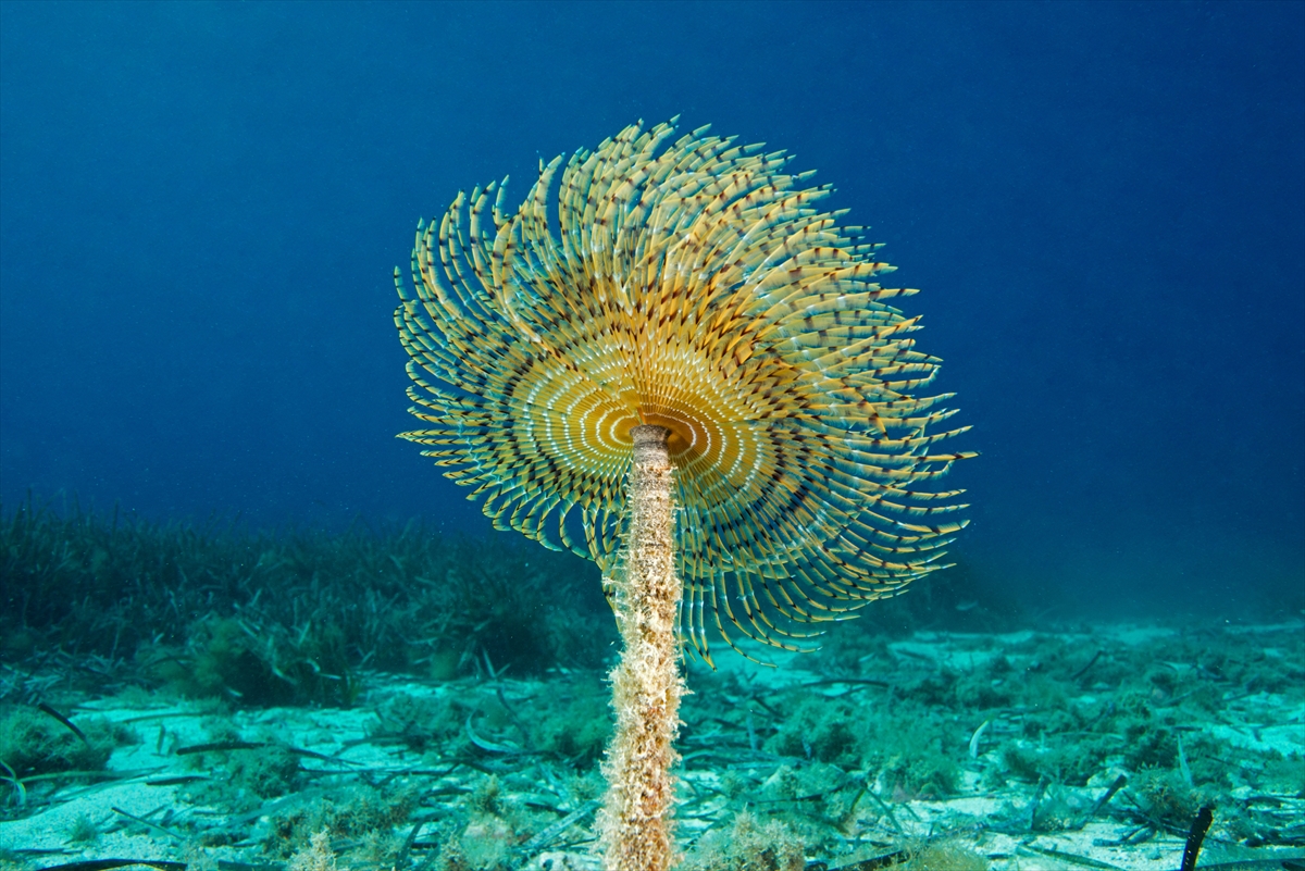 Çeşme'deki su altı zenginlikleri büyük ilgi görüyor