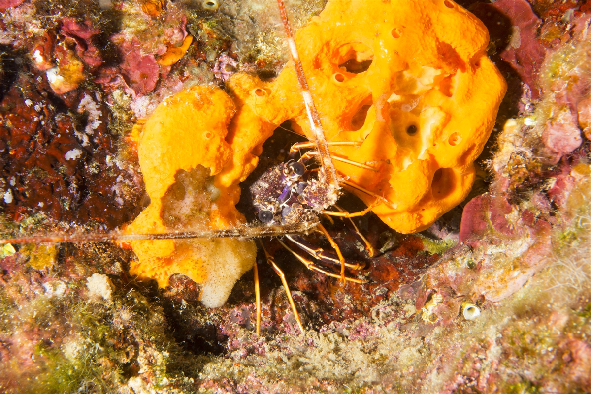 Çeşme'deki su altı zenginlikleri büyük ilgi görüyor