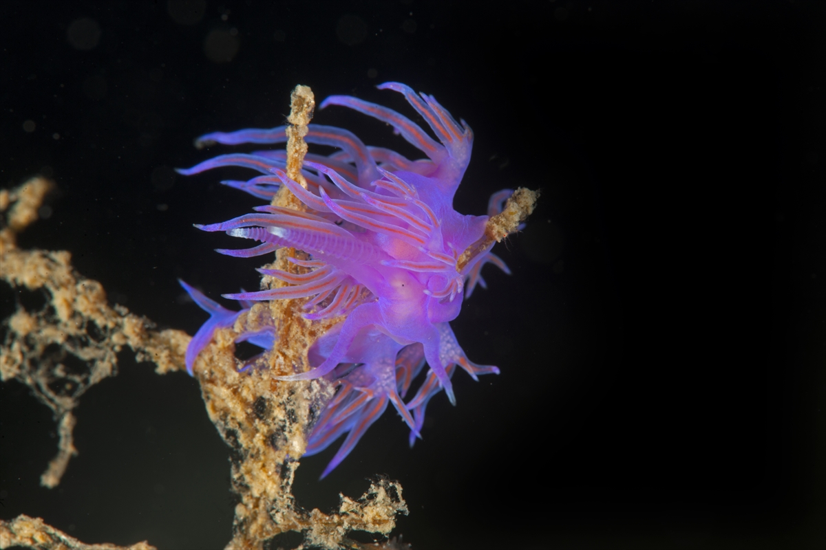 Çeşme'deki su altı zenginlikleri büyük ilgi görüyor