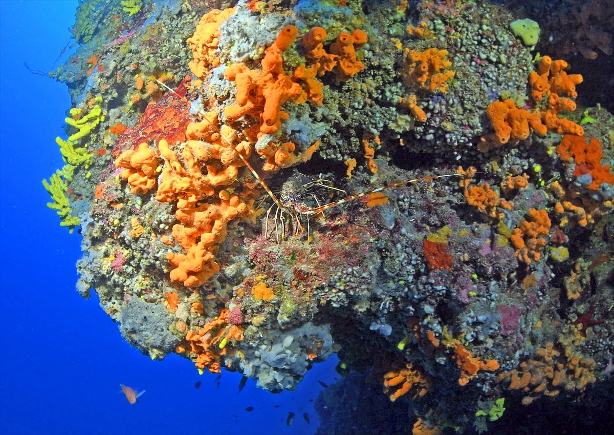 Çeşme'deki su altı zenginlikleri büyük ilgi görüyor