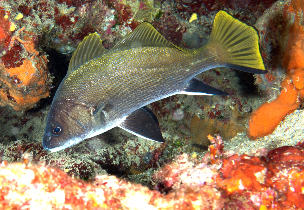 Çeşme'deki su altı zenginlikleri büyük ilgi görüyor