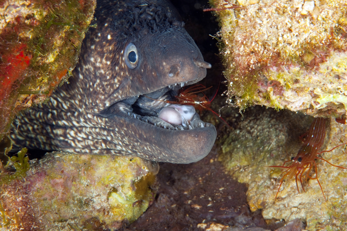 Çeşme'deki su altı zenginlikleri büyük ilgi görüyor