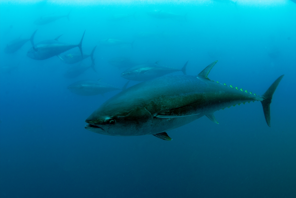 Çeşme'deki su altı zenginlikleri büyük ilgi görüyor