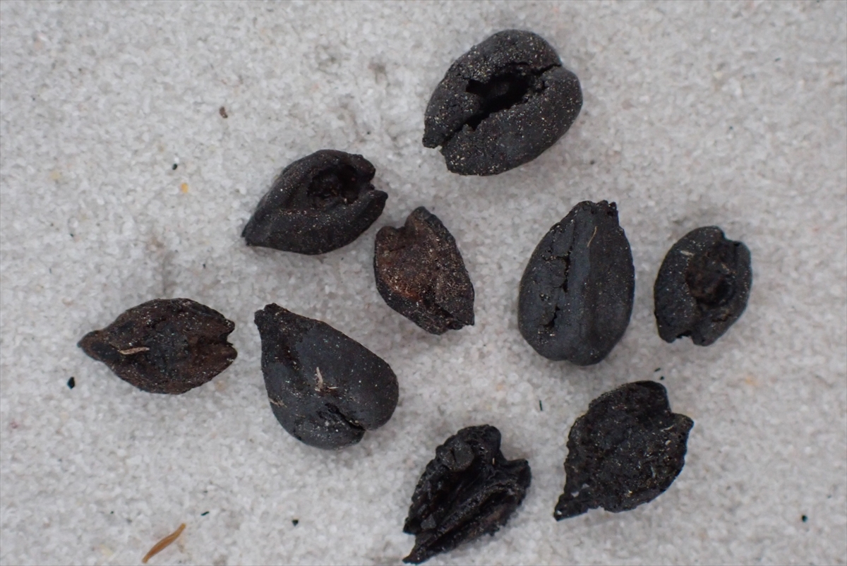 Eşme'nin komşusu Denizli Çal'da 4500 yıl önce yanan eve rastlandı