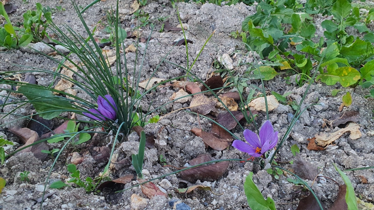 A A 20251107 39644267 39644264 D E M I R C I L I C I F T C I S A F R A N U R E T I M I I C I N D E N E M E L E R E B A S L A D I