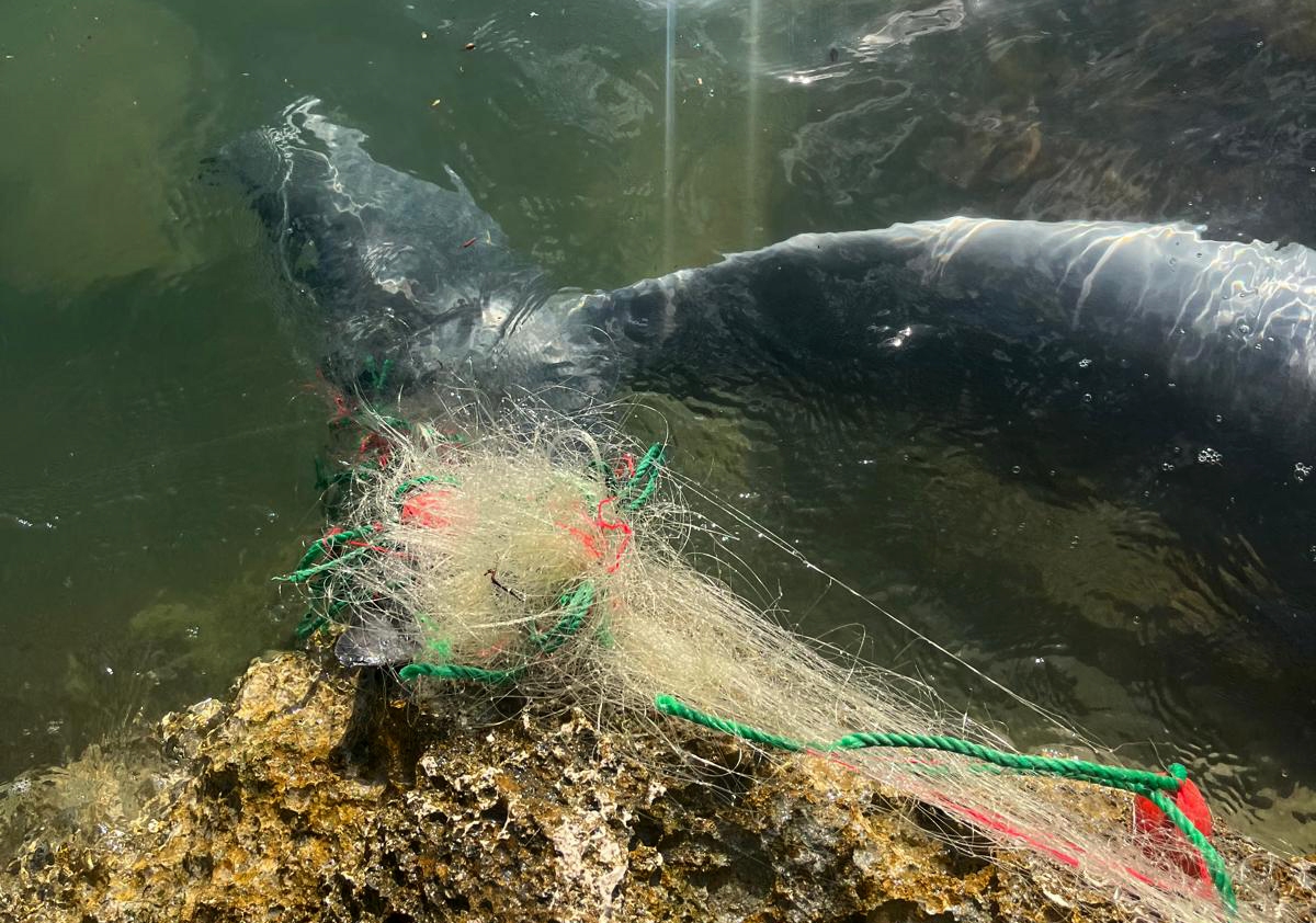 A A 20251111 39682050 39682047 I Z M I R D E B A L I K C I A G L A R I N A T A K I L A N Y U N U S K A R A Y A V U R D U