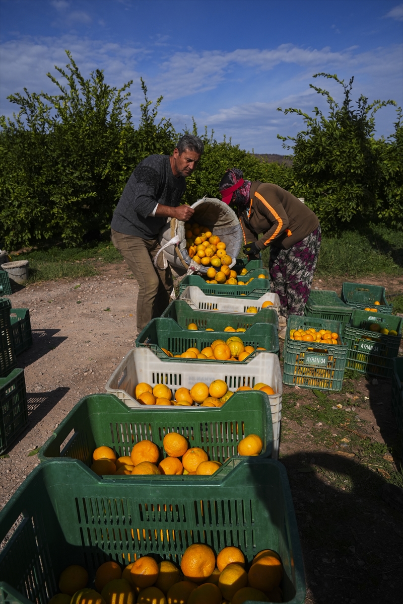 A A 20251121 39764843 39764839 I Z M I R I N S A T S U M A M A N D A L I N A S I N D A V E R I M A R T T I