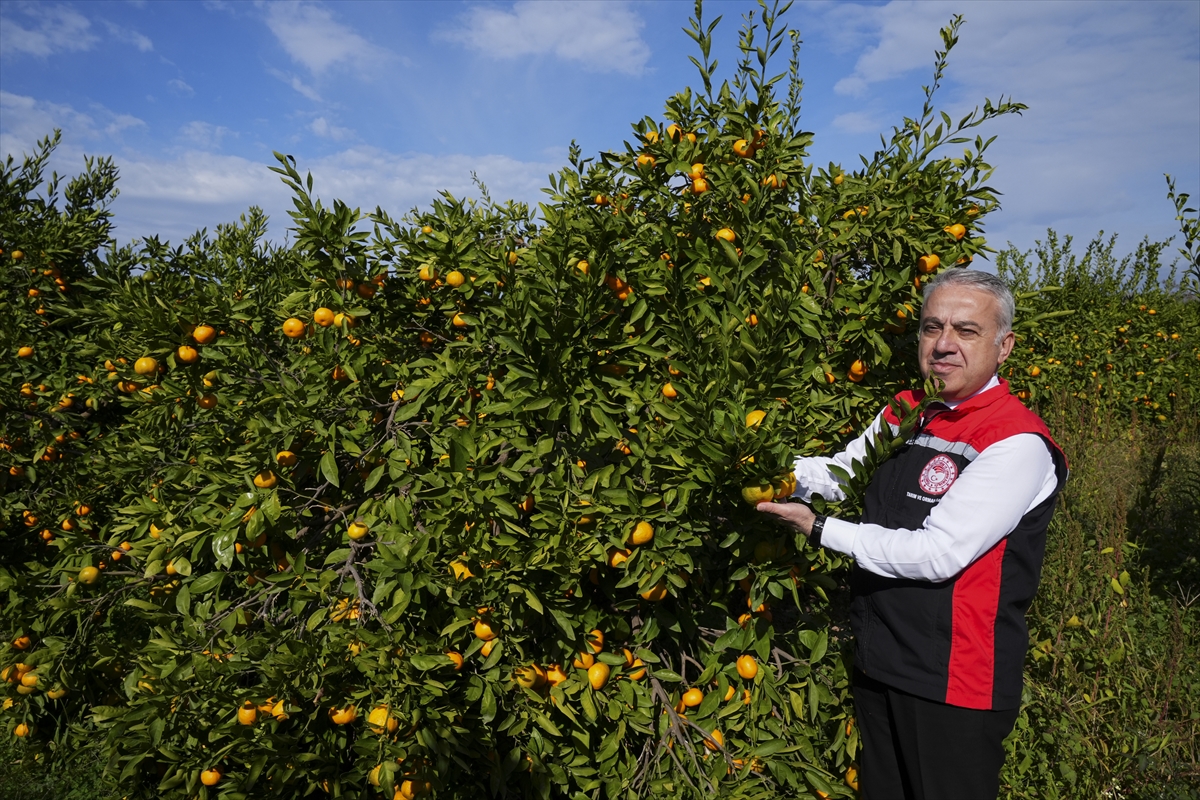 A A 20251121 39764843 39764840 I Z M I R I N S A T S U M A M A N D A L I N A S I N D A V E R I M A R T T I