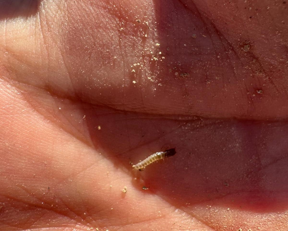 599840605 122189351930544242 3023327073520979358 N