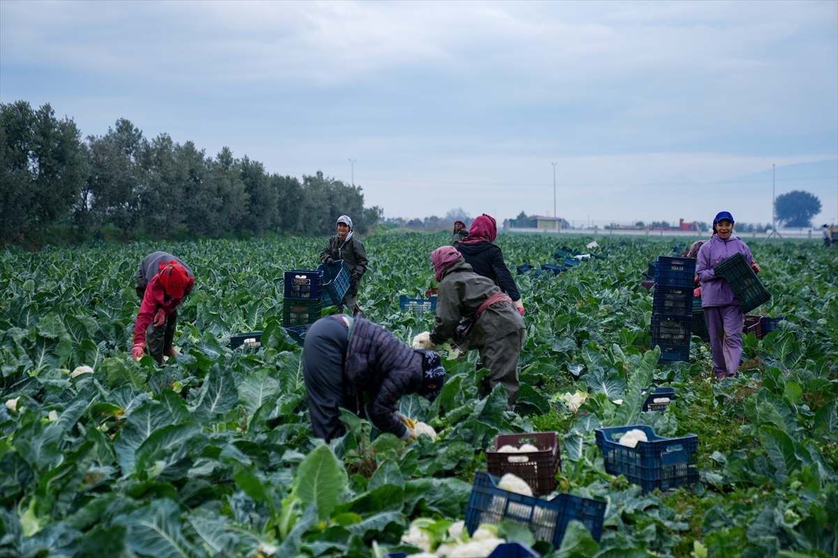 A A 20251211 39949924 39949908 I Z M I R I N K I S L I K S E B Z E T A R L A L A R I N D A H A S A T T E L A S I Y A S A N I Y O R