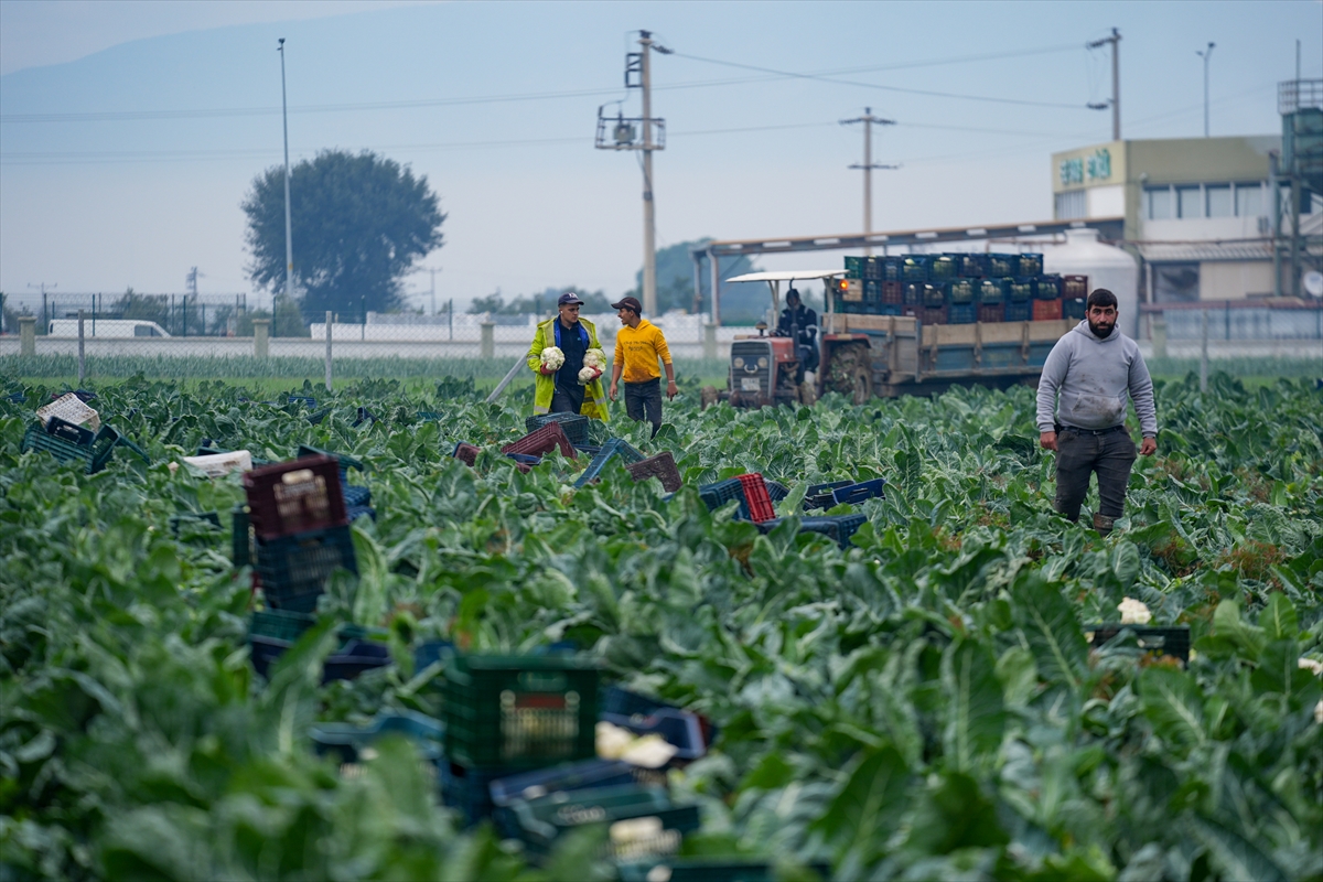 A A 20251211 39949924 39949913 I Z M I R I N K I S L I K S E B Z E T A R L A L A R I N D A H A S A T T E L A S I Y A S A N I Y O R