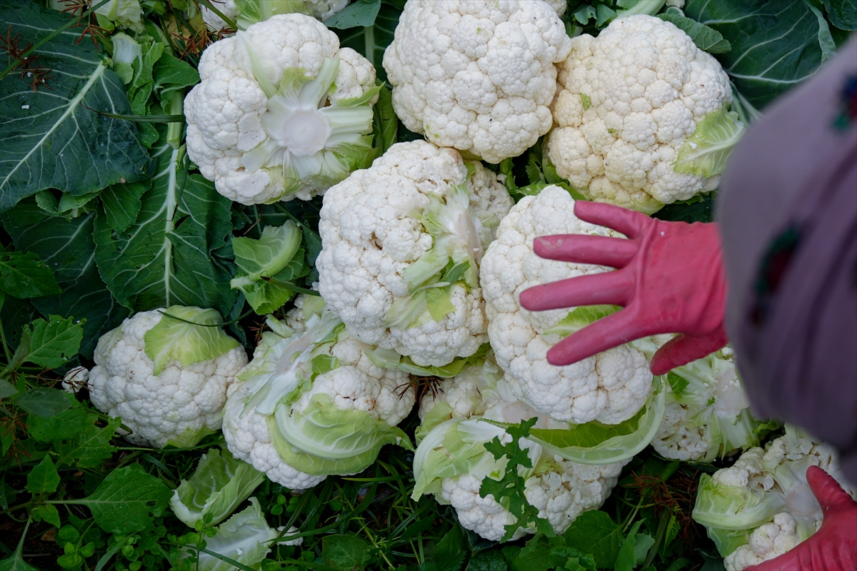 A A 20251211 39949924 39949915 I Z M I R I N K I S L I K S E B Z E T A R L A L A R I N D A H A S A T T E L A S I Y A S A N I Y O R