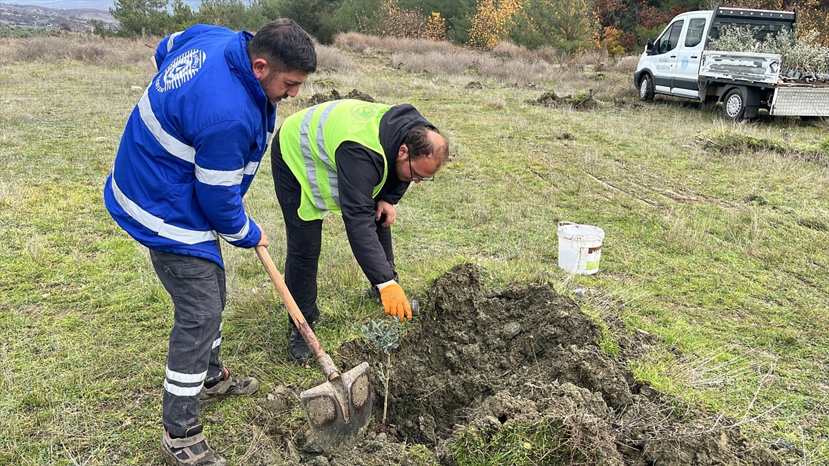 A A 20251212 39964926 39964923 D E M I R C I D E A T I L A R A Z I L E R E M E Y V E A G A C L A R I D I K I L I Y O R