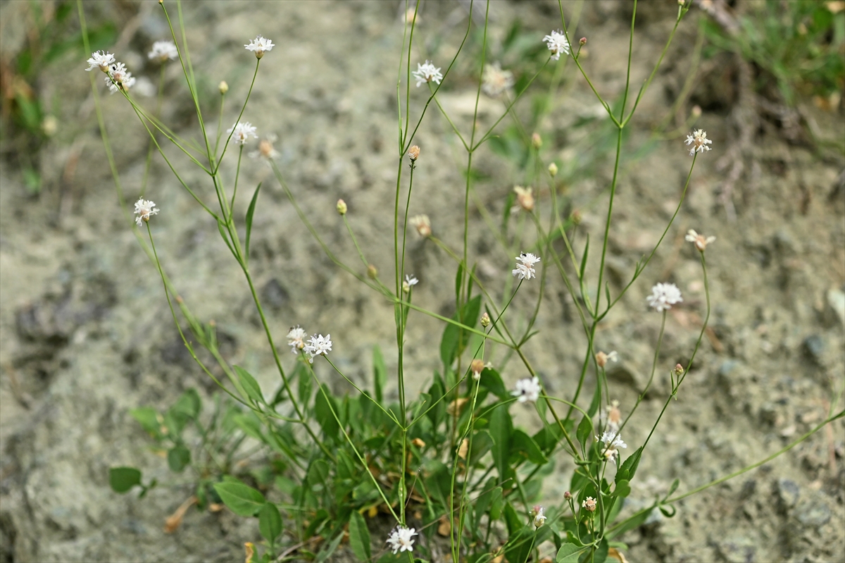 A A 20251216 39993615 39993611 E M E K L I F E N B I L G I S I O G R E T M E N I N I N D I K K A T I Y E N I B I T K I T U R U N U N K E S F I N I S A G L A D I