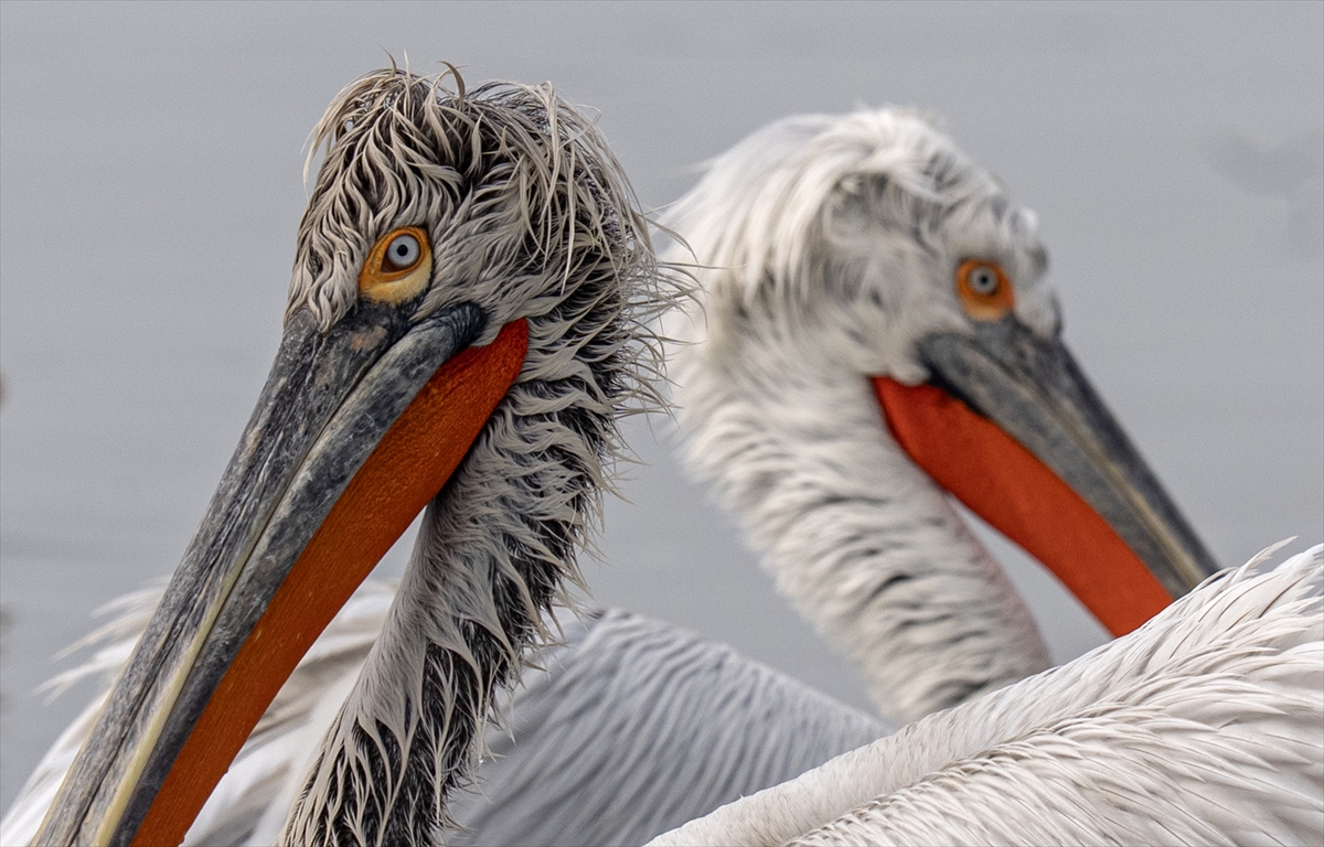 A A 20251224 40061429 40061418 I Z M I R K O R F E Z I N I N M I S A F I R L E R I T E P E L I P E L I K A N L A R