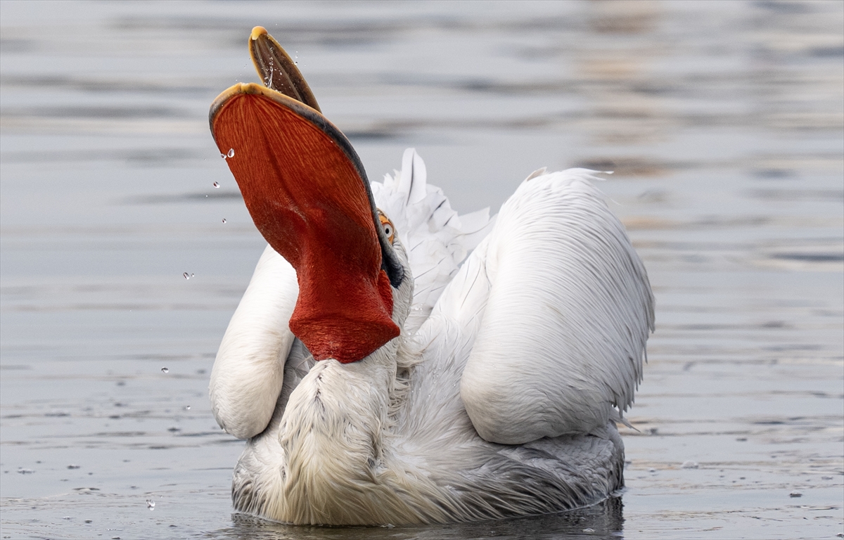 A A 20251224 40061429 40061425 I Z M I R K O R F E Z I N I N M I S A F I R L E R I T E P E L I P E L I K A N L A R