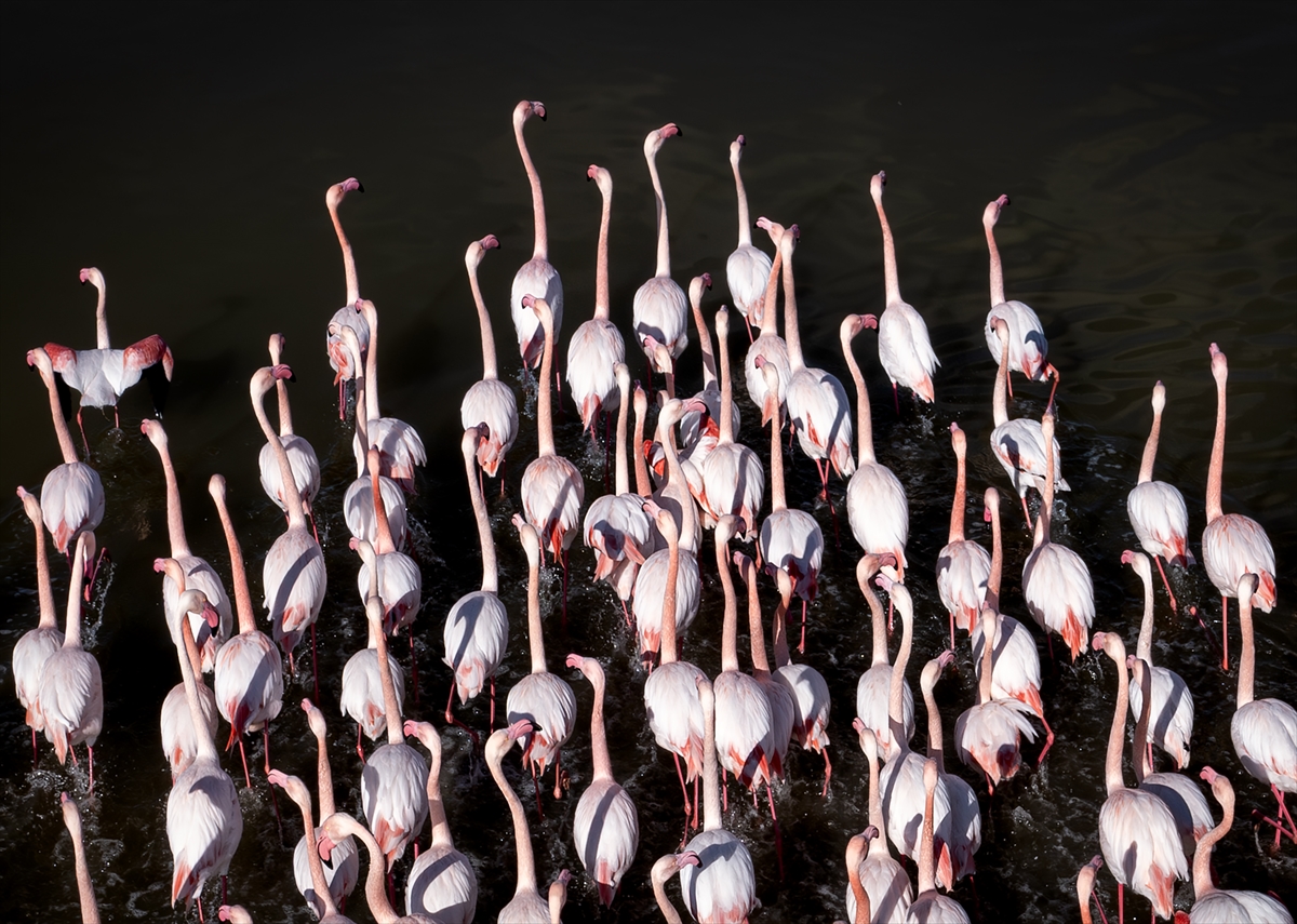 A A 20260201 40424544 40424503 B U Y U K M E N D E R E S D E L T A S I S U L A K A L A N L A R I Y L A Y A B A N H A Y A T I N A C A N V E R I Y O R