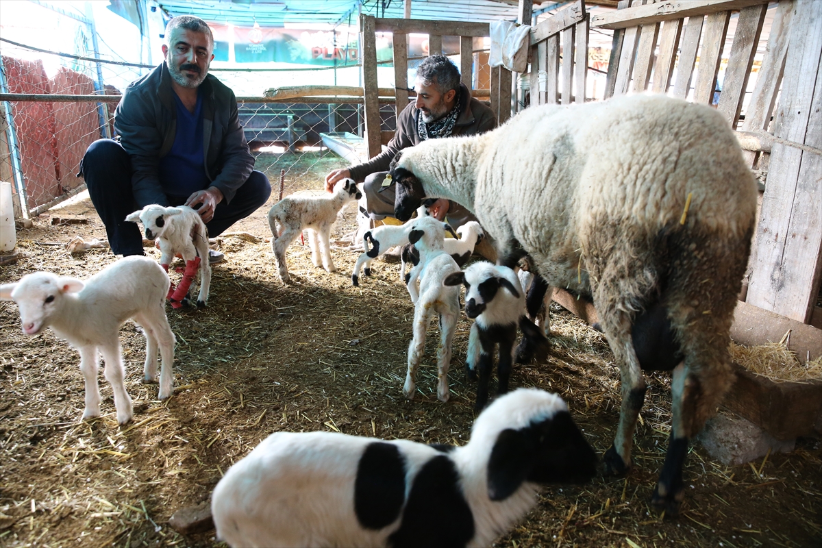 A A 20260219 40606210 40606207 D E N I Z L I D E B I R K O Y U N T E K B A T I N D A 9 K U Z U D O G U R D U