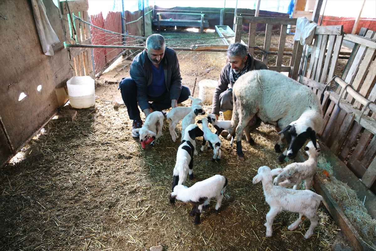 A A 20260219 40606210 40606208 D E N I Z L I D E B I R K O Y U N T E K B A T I N D A 9 K U Z U D O G U R D U