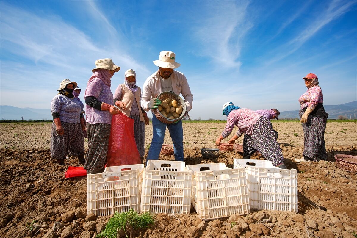 A A 20260315 40828617 40828589 P A T A T E S D E P O S U O D E M I S T E H A S A T V E E K I M B I R A R A D A