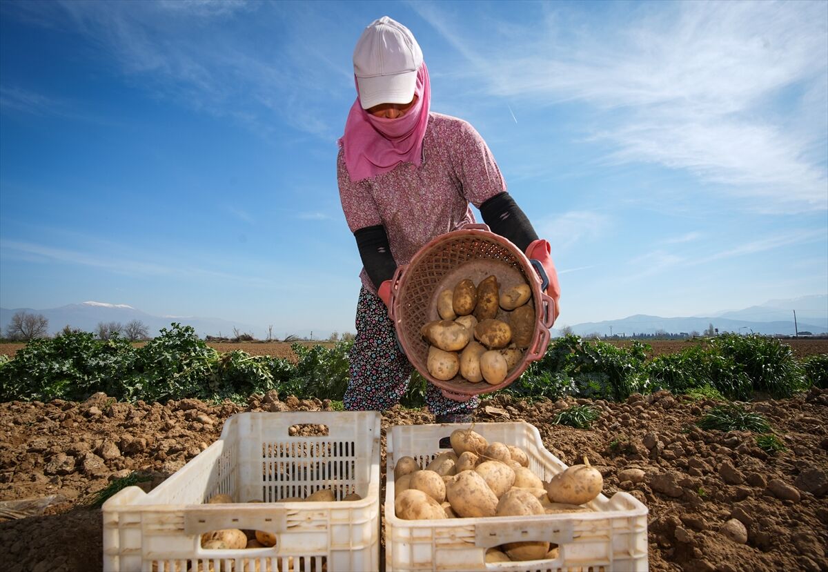 A A 20260315 40828617 40828591 P A T A T E S D E P O S U O D E M I S T E H A S A T V E E K I M B I R A R A D A