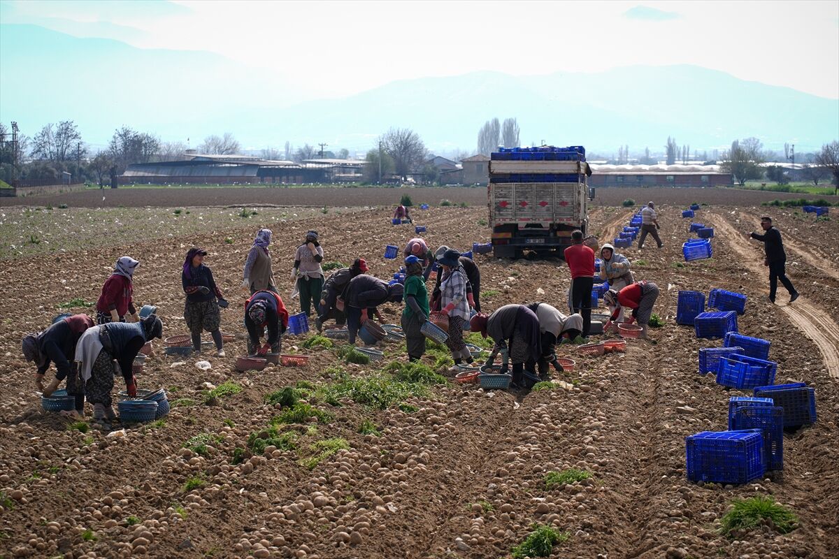 A A 20260315 40828617 40828595 P A T A T E S D E P O S U O D E M I S T E H A S A T V E E K I M B I R A R A D A