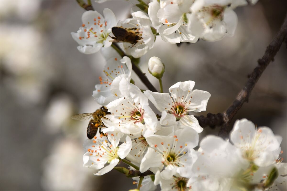 A A 20260316 40837855 40837848 G E D I Z O V A S I N D A K I M E Y V E A G A C L A R I C I C E K A C T I