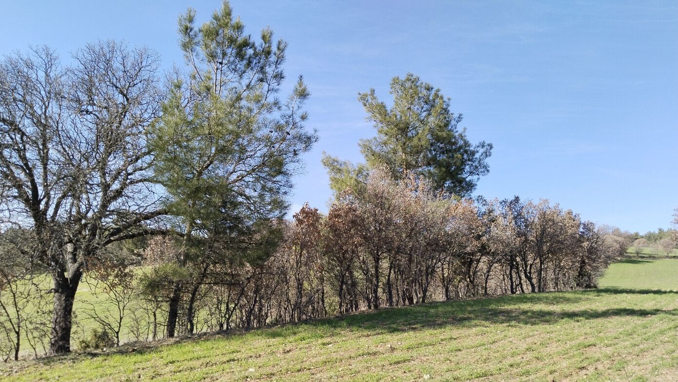 Çeşme Karaağaç Köyü (2)