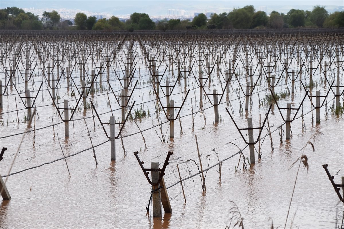 Gediz Nehri yine taştı, Ahmetler, Salihli ve Turgutlu'daki üzüm bağları sular altında kaldı