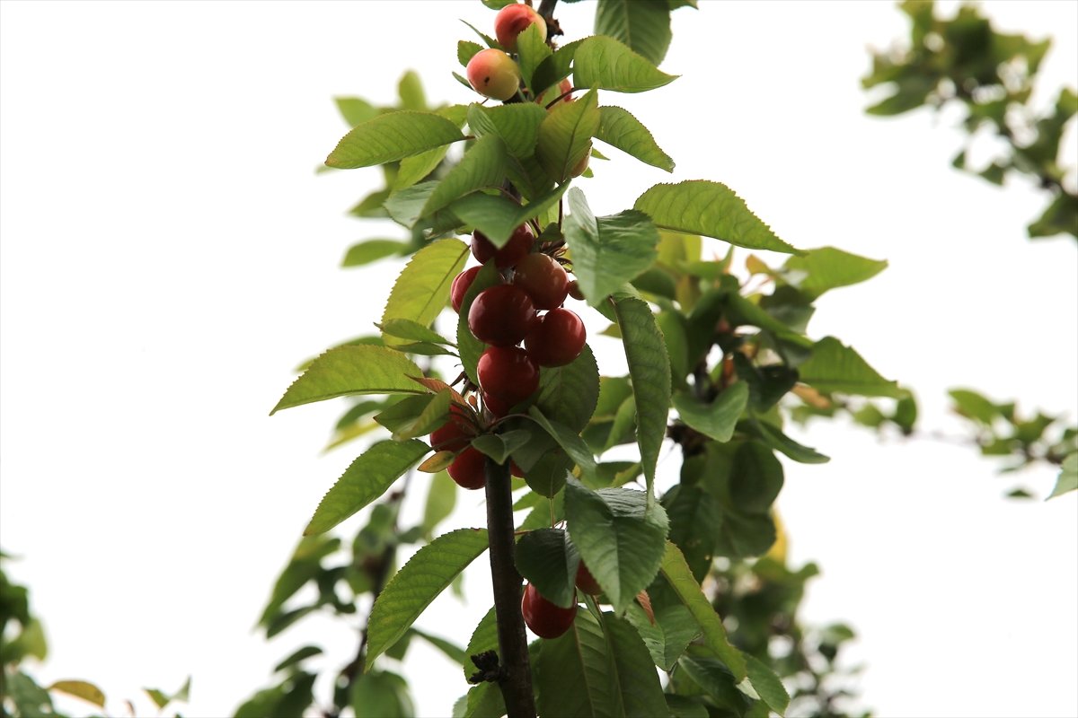 A A 20260417 41130597 41130590 M A N I S A D A 2026 Y I L I N I N I L K K I R A Z H A S A D I Y A P I L D I