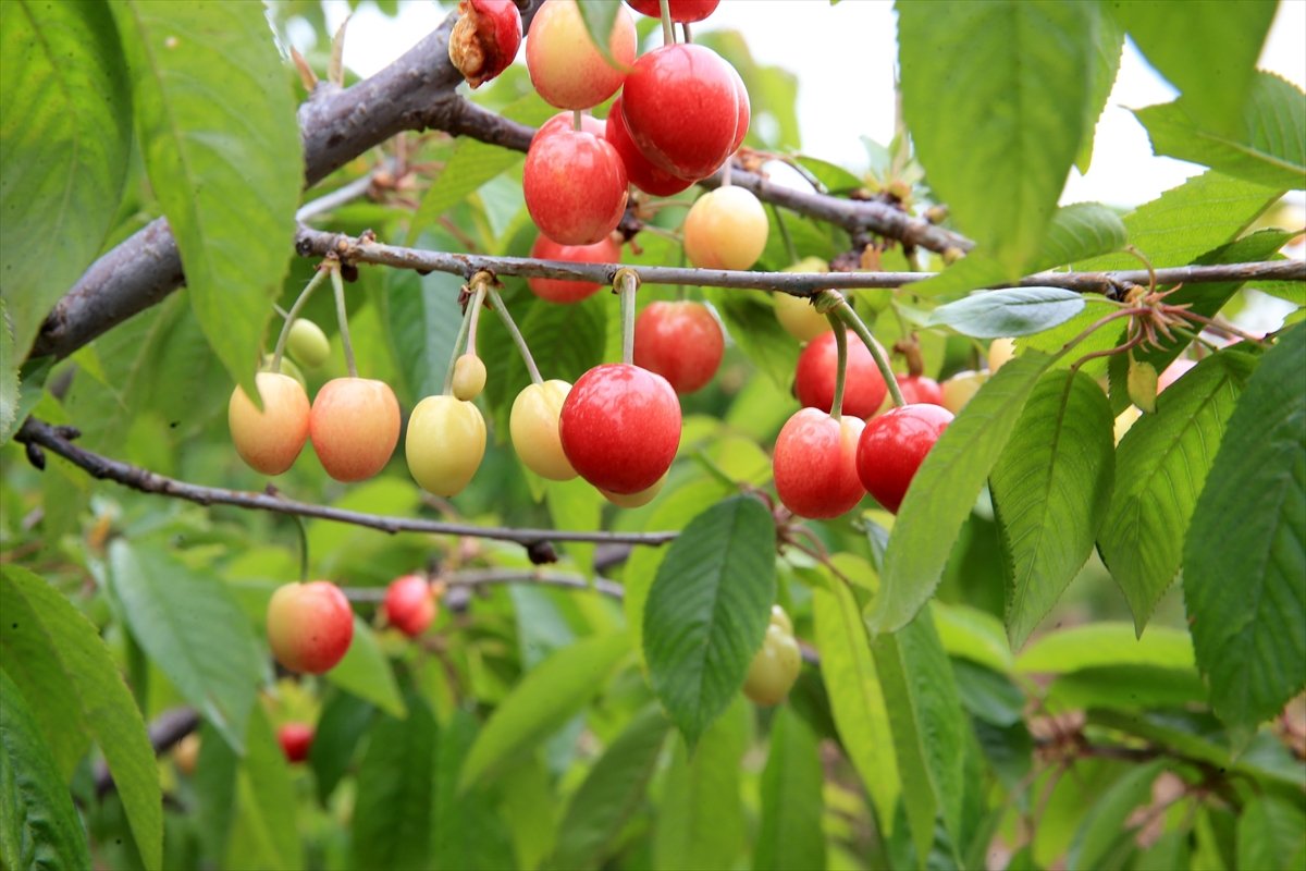 A A 20260417 41130597 41130591 M A N I S A D A 2026 Y I L I N I N I L K K I R A Z H A S A D I Y A P I L D I