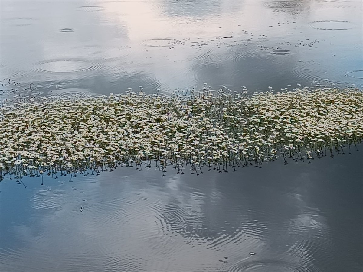 A A 20260427 41223886 41223884 I S I K L I G O L U N D E N I L U F E R C I C E G I T U R L A R I 1 M A Y I S T A B A S L A Y A C A K